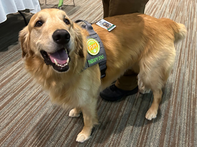 Golden retriever therapy dog